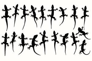 Vector siluetas de lagartos, geckos en el blanco.