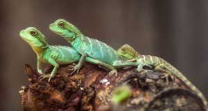 Familias de lagarto junto con la pareja y el niño en el árbol