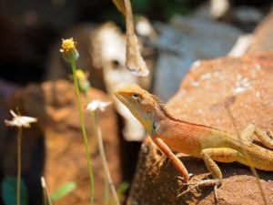 Cerca de lagarto de jardín oriental