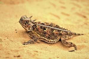 lagarto con cuernos en arena dorada.