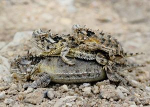 Familia de lagarto cornudo amontonada.