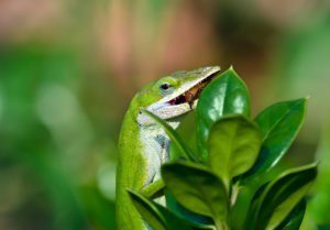 Lagarto verde Anole comiendo un insecto en el jardín