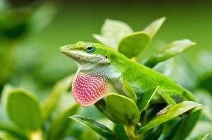 Lagarto Anole verde mostrando su papada rosa brillante