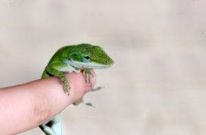 Lagarto verde anole colgando en el dedo