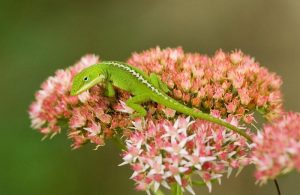 lagarto anole verde descansando sobre flor