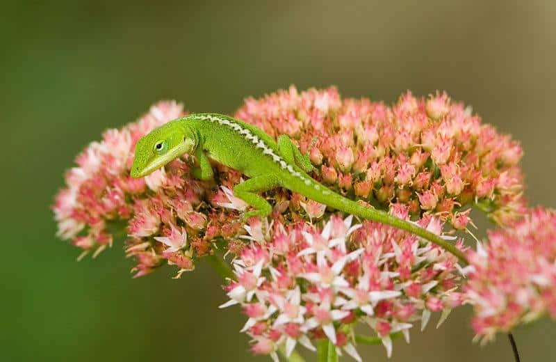 Lagarto de Anol Verde: 7 Cosas para Considerar