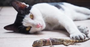 Gato atrapando lagarto y protegiéndolo de los demás.