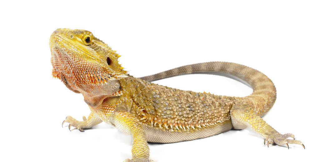 El Lagarto Dragón Barbudo: 7 Cosas Interesantes Que Deberías Saber