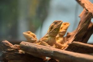 Grupo de lagarto de dragón barbudo en naturaleza.