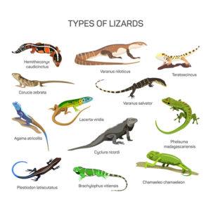 Diferentes tipos de especies de reptiles lagarto