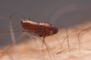 Una pulga dentro del cabello humano