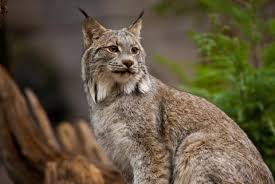 lince en la naturaleza