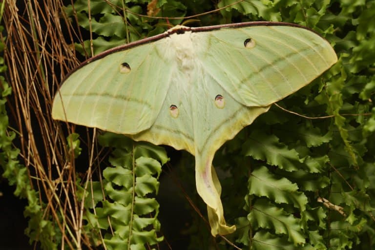 luna polilla en la naturaleza