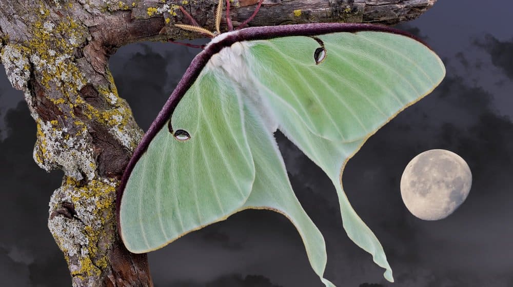 luna polilla en la naturaleza