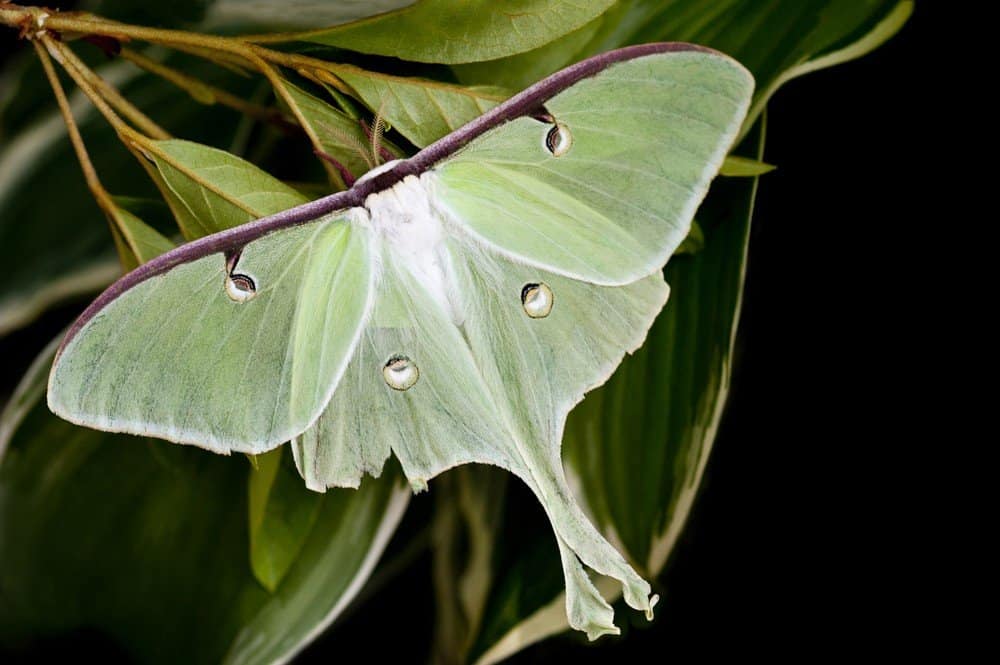 luna polilla en la naturaleza.