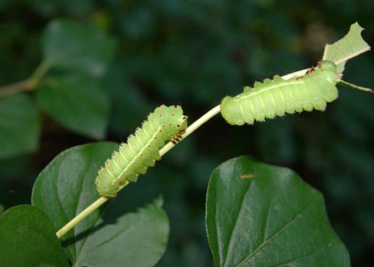 luna polilla Larvas en la naturaleza