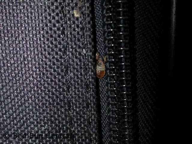 Un insecto en la cama escondido en su maleta