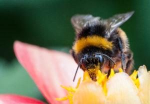 un abejorro en una flor de verano