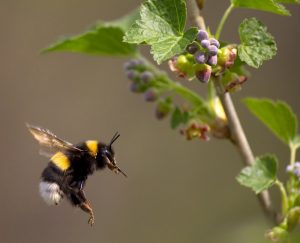 Una abeja volando para florecer.