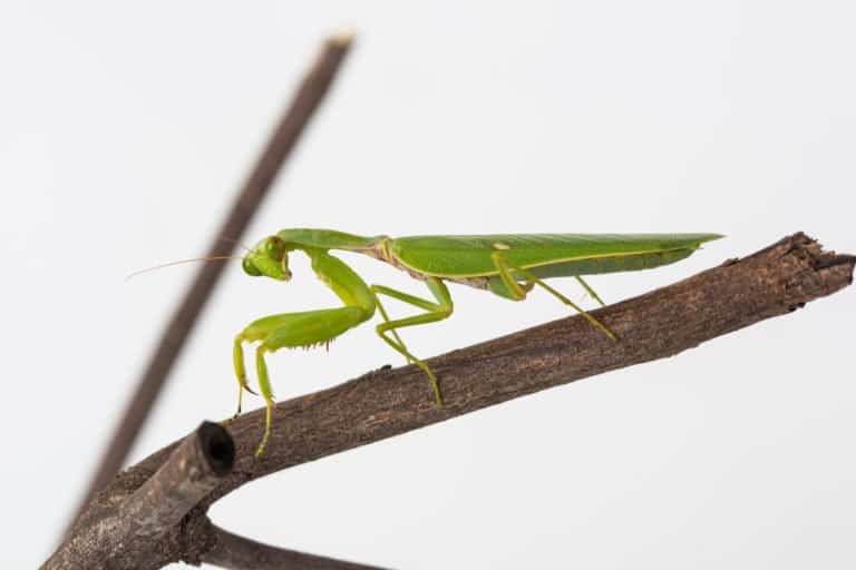 Mantis de oración en la naturaleza 