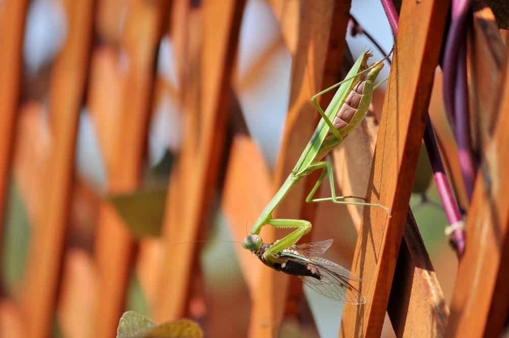 una mantis está comiendo cigarra