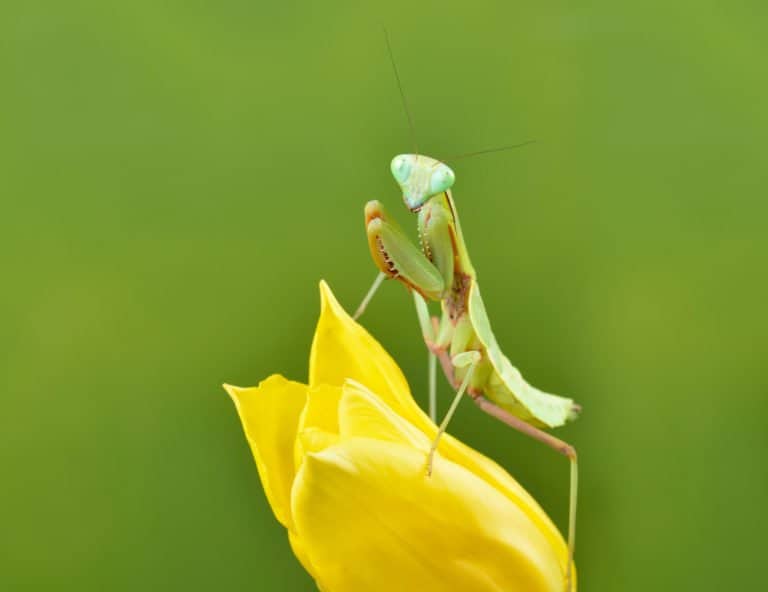 Mantis de oración en la naturaleza 