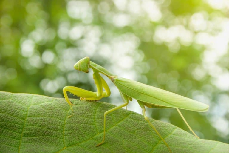 mantis de oración marrón singel en la naturaleza