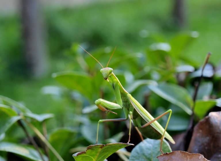 mantis de oración