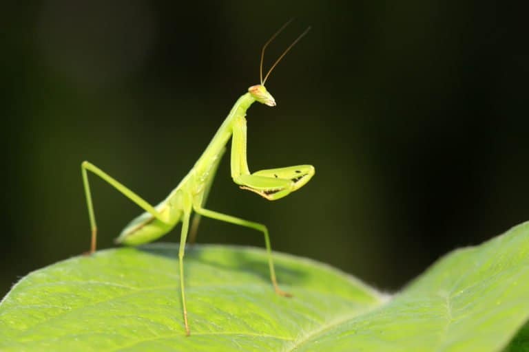 mantis de oración única en la naturaleza