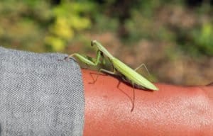 La mantis de oración está comiendo una mosca.