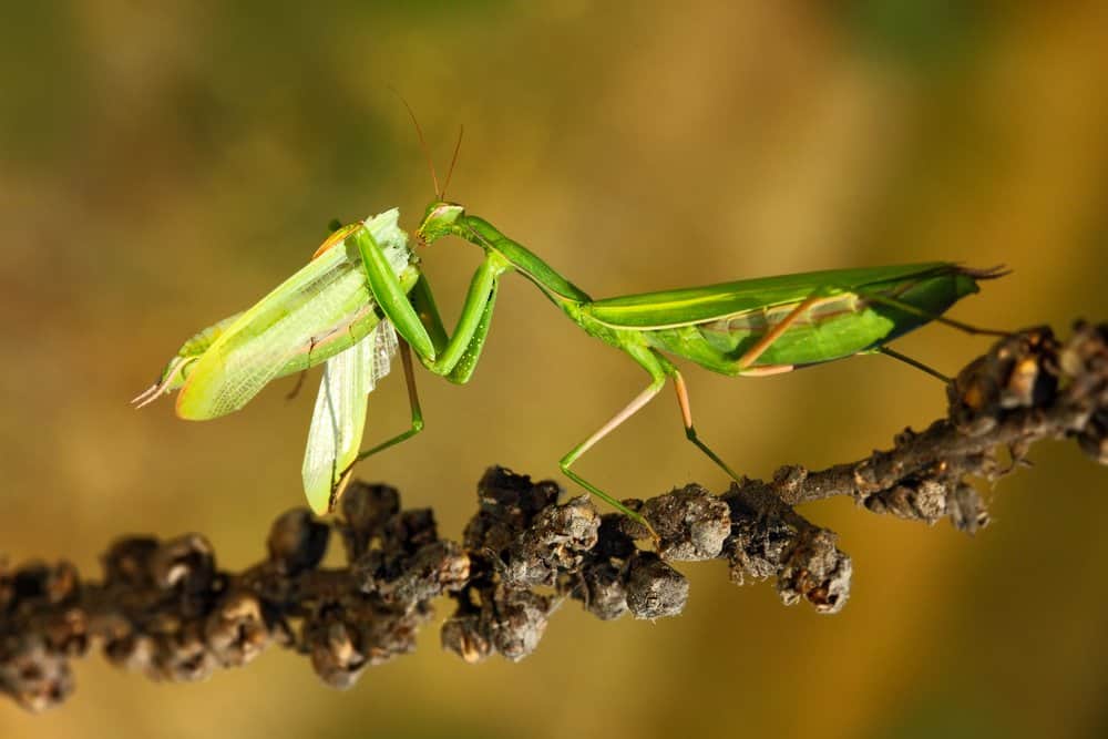 Una mantis está comiendo