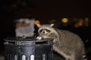 Mapache está buscando comida en la basura por la noche.