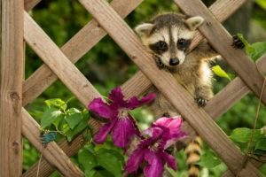 Mapache del bebé que sube en el jardín.