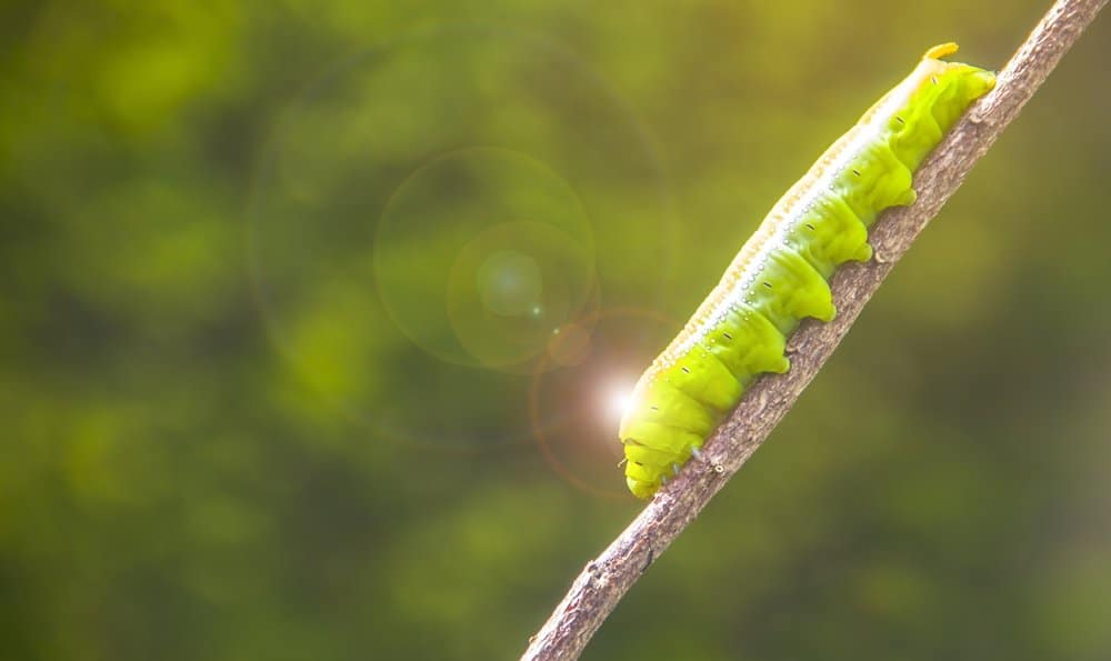 oruga luna polilla en la naturaleza