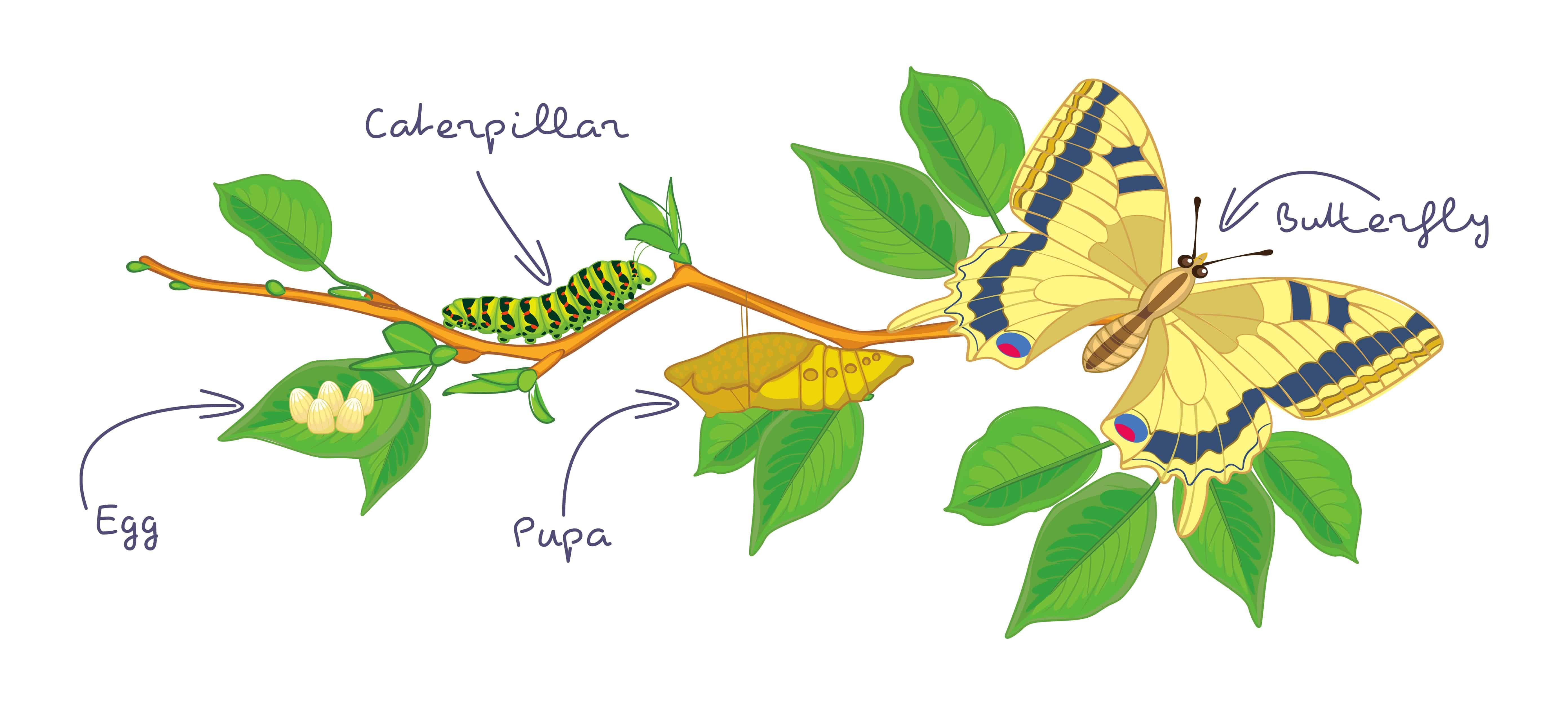 dibujo animado de mariposas