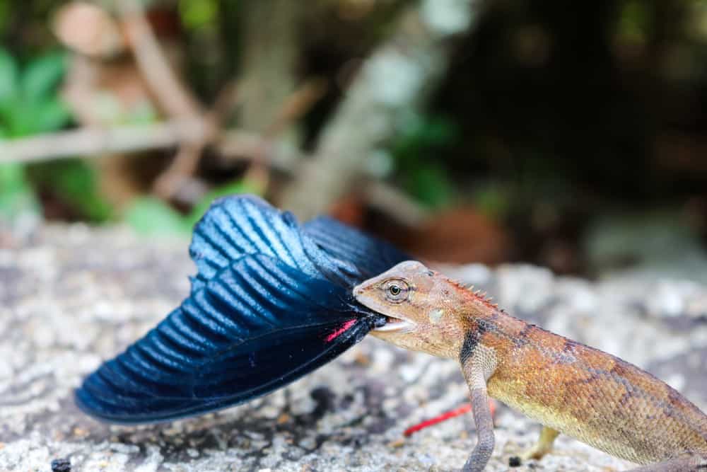 mariposa soltera en la naturaleza