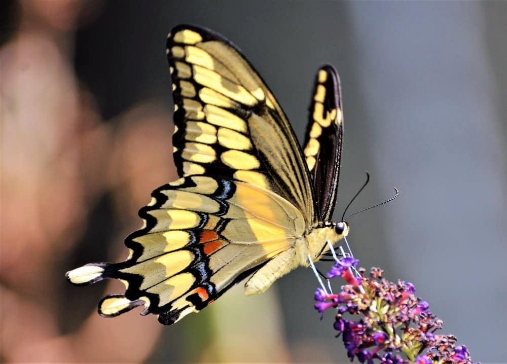 mariposa en la naturaleza