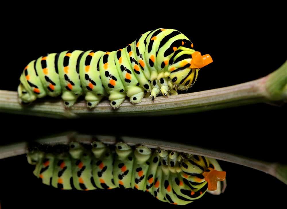 oruga luna polilla en la naturaleza