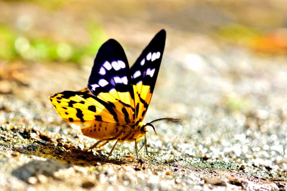 mariposa soltera en la naturaleza