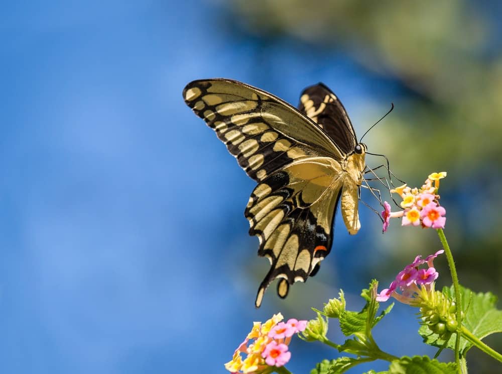 mariposa en la naturaleza