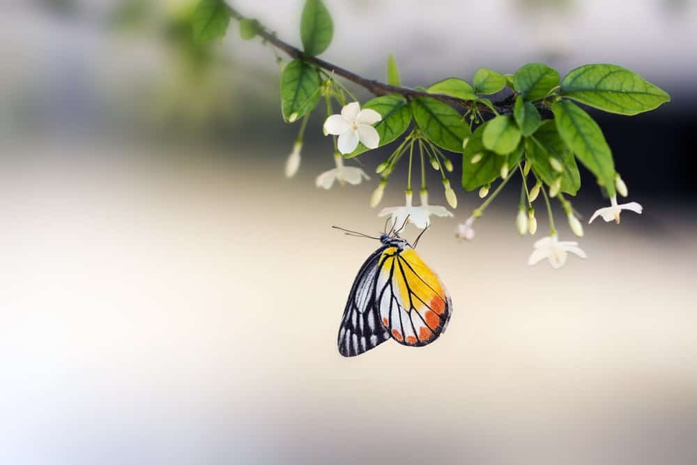 mariposa en la naturaleza