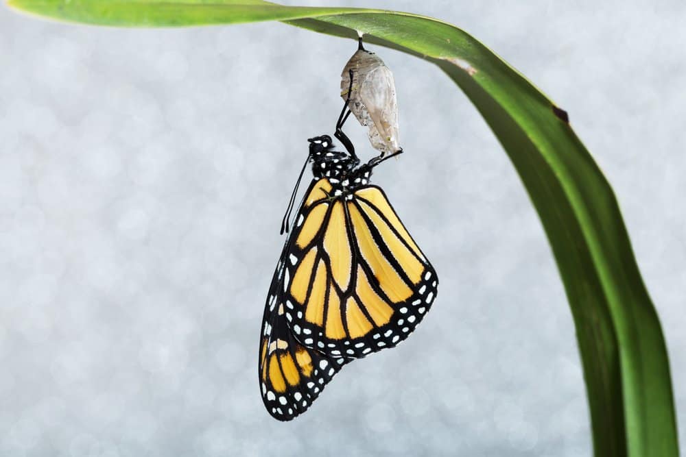 mariposa en la naturaleza