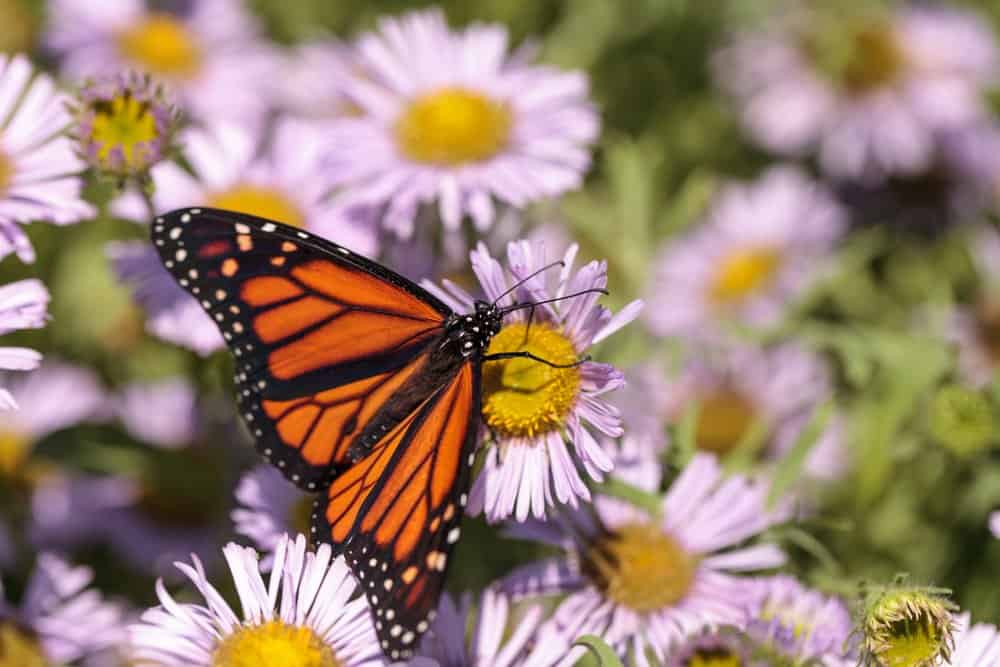 mariposa soltera en la naturaleza