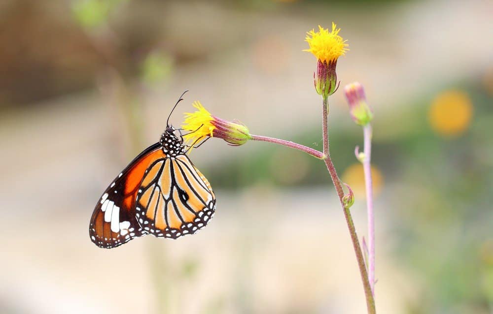 mariposa en la naturaleza