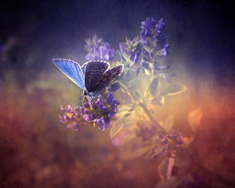 mariposa en la naturaleza