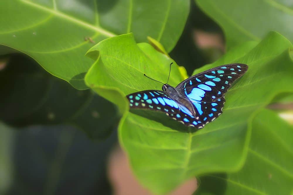 mariposa soltera en la naturaleza