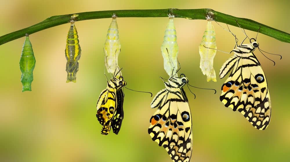 mariposa en la naturaleza