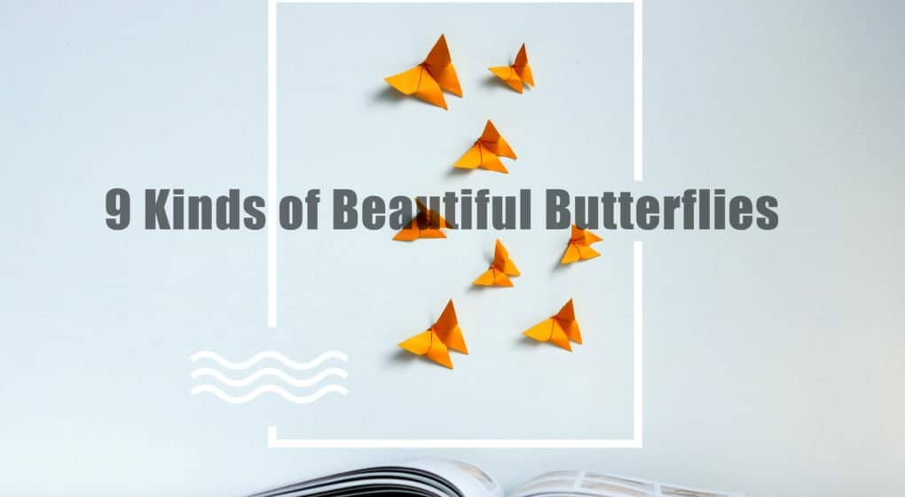 9 Tipos de Hermosas Mariposas en el Mundo 2018