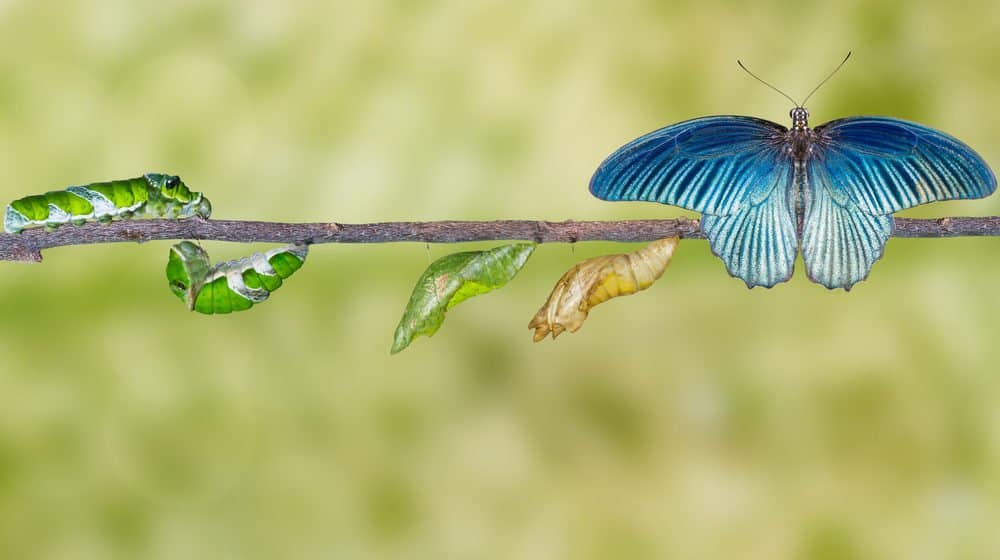 mariposa en la naturaleza