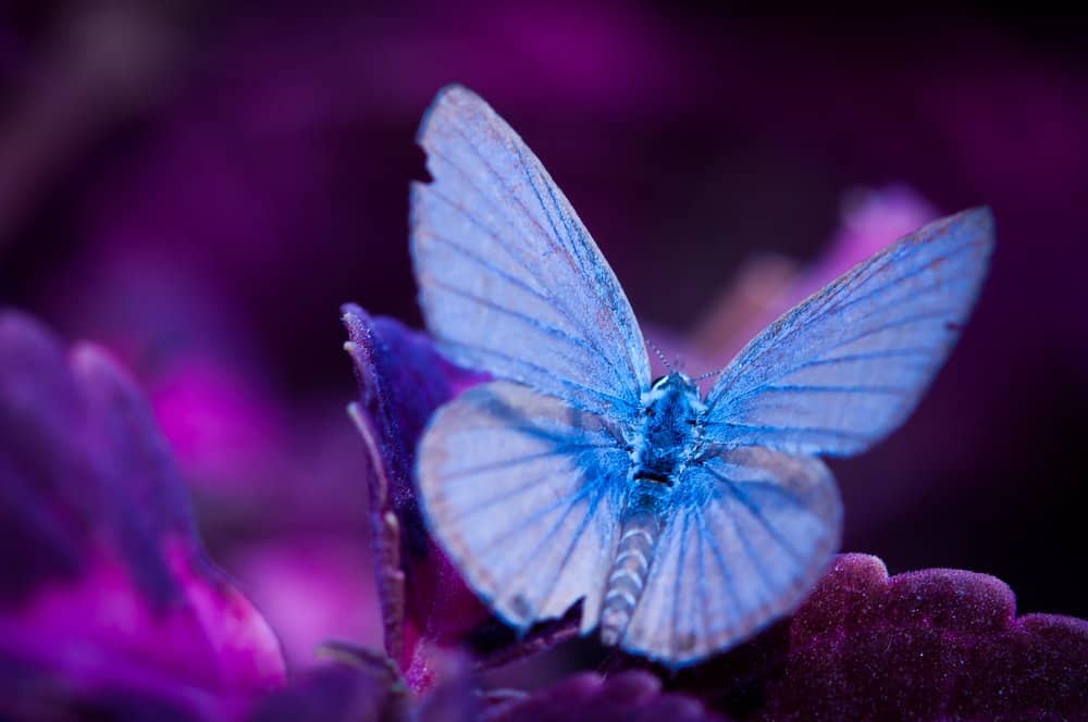 mariposa en la naturaleza